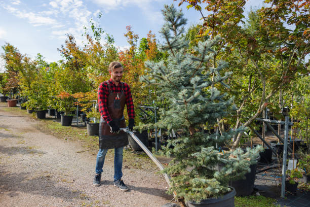 How Our Tree Care Process Works  in  Stiles, PA