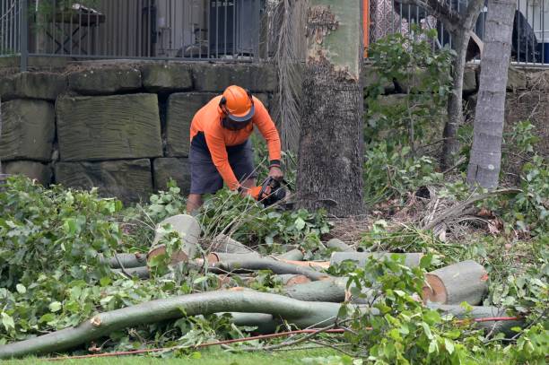 Reliable Stiles, PA Tree Services Solutions